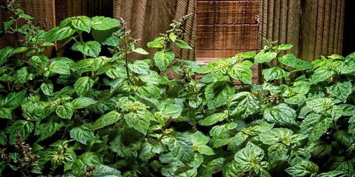 une grande plante de patchouli vert luxuriant (pogostemon cablin) avec de petites fleurs rouges contre une clôture en bois