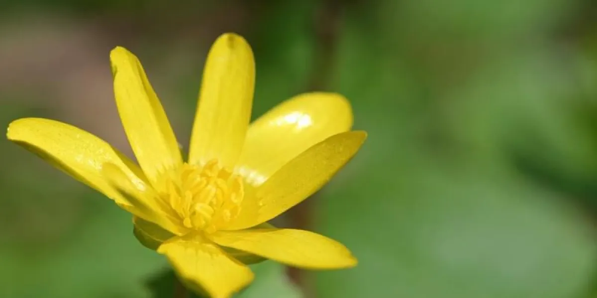 la petite chélidoine est une plante à fleurs vivaces à croissance lente et sans poils de la famille des renoncules.