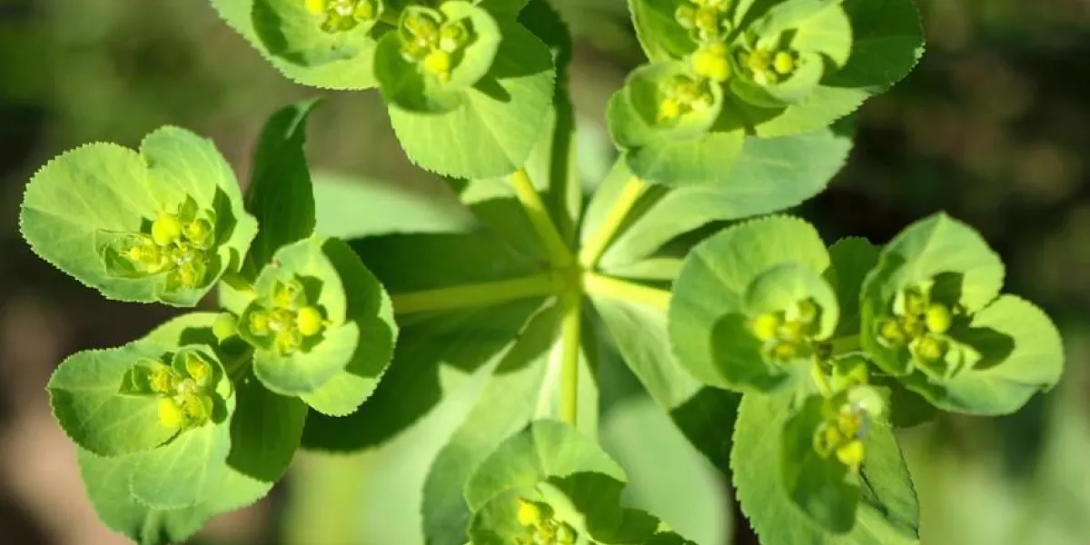euphorbe (euphorbia helioscopia) plante annuelle dans la famille euphorbiaceae, floraison sur les terres arables