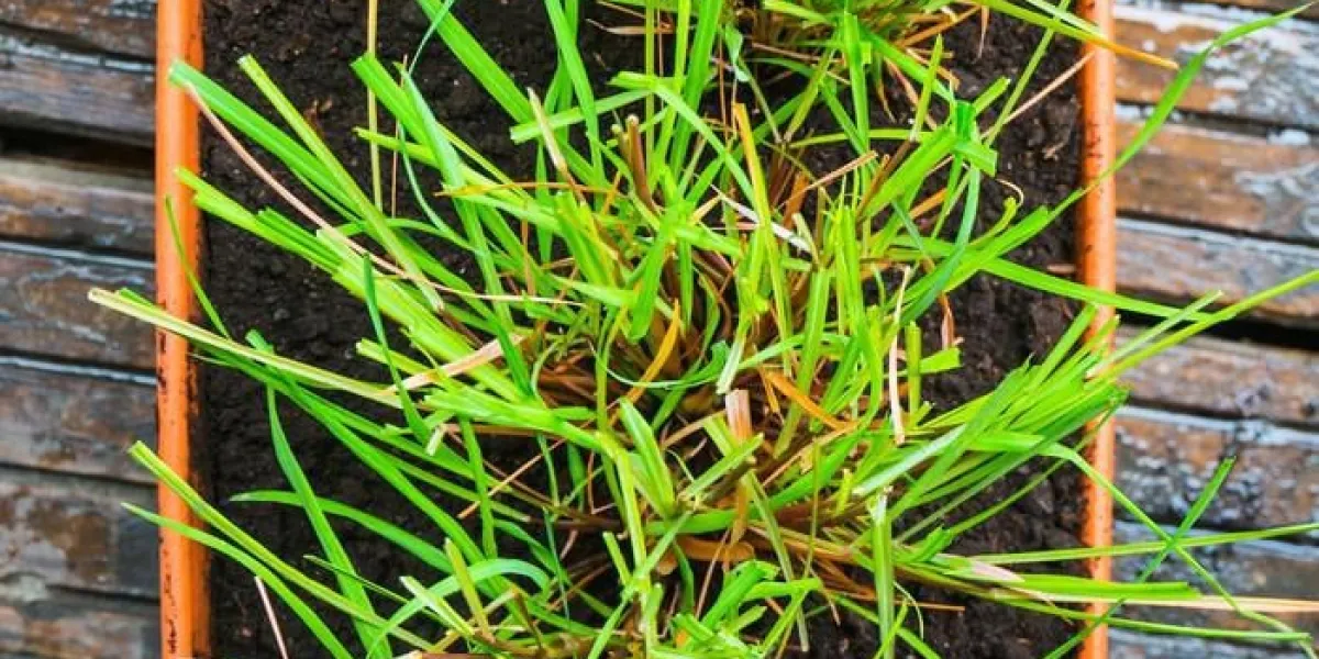 citronnelle de plus en plus dans pot de fleurs vu d'en haut