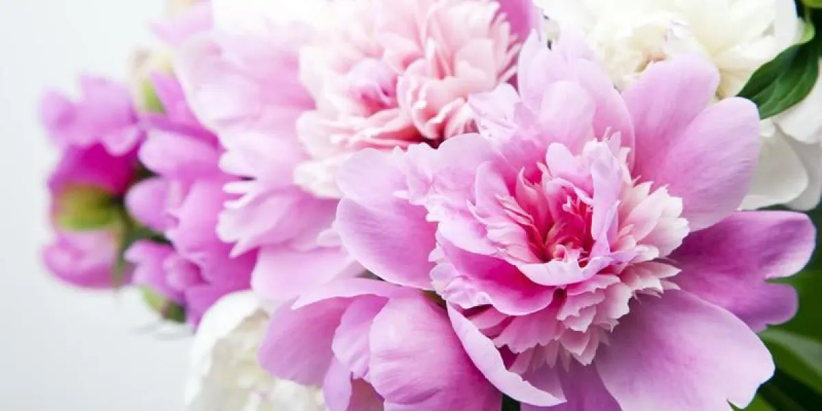 beau bouquet de pivoines roses et blanches dans un vase n'est pas un fond blanc