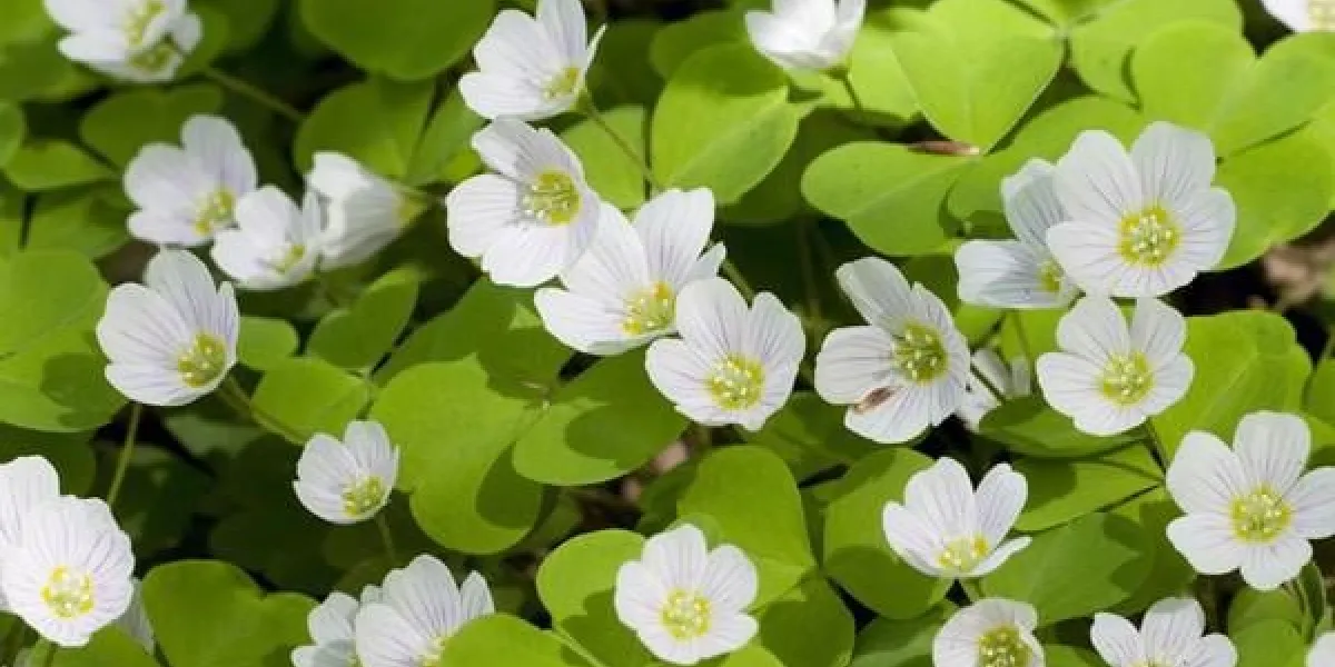 oxalis acétosella avec des fleurs, gros plan