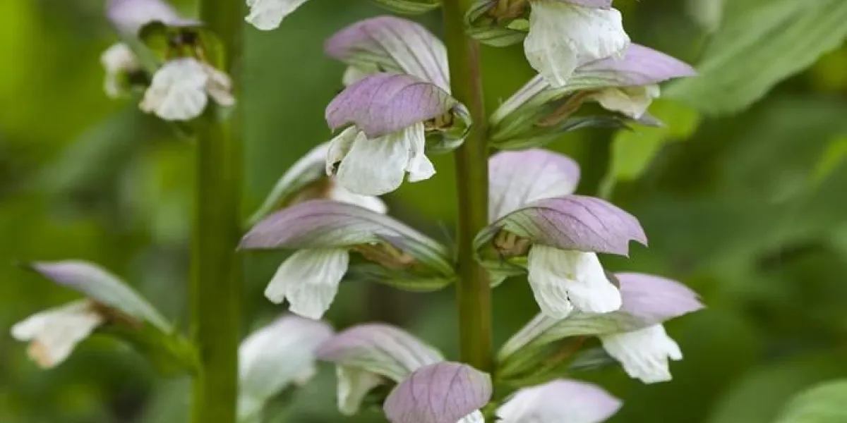 frais floraison salvia sclarea