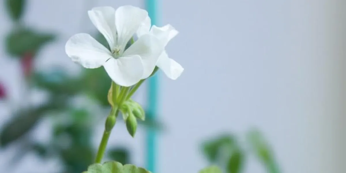 fleur de pelargonium blanc, géranium, connu sous le nom de cigognes, plante à la maison