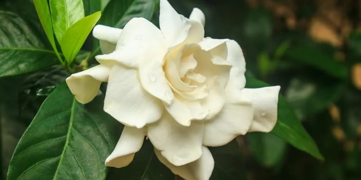 belle gardenia jasminoides fleur sur arbre dans le jardin