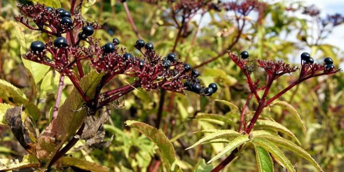 plante âgée naine avec des baies noires et toxiques