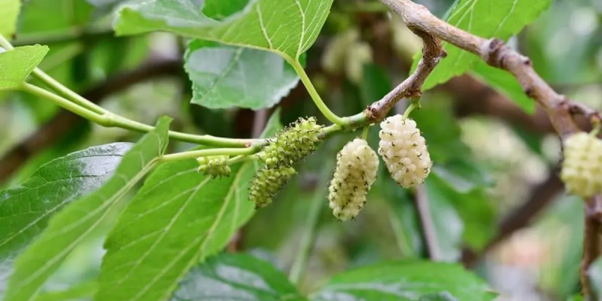 image d'un mûrier blanc sur une branche de mûrier bio culture de mûrier blanc