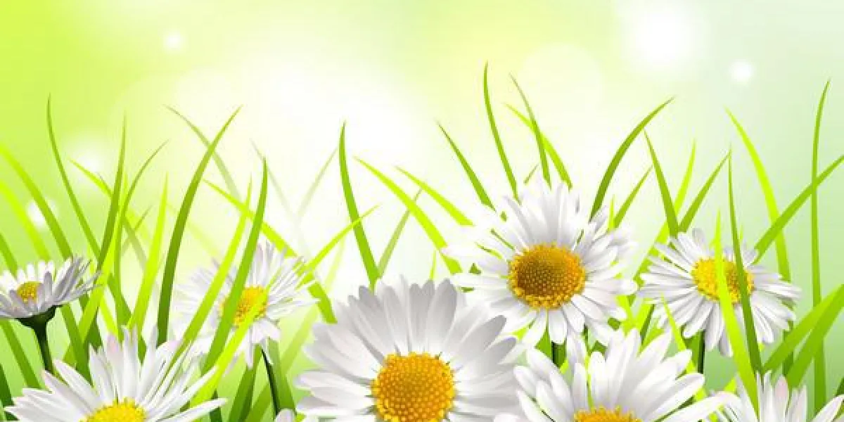 marguerites blanches dans un fond de printemps de la prairie