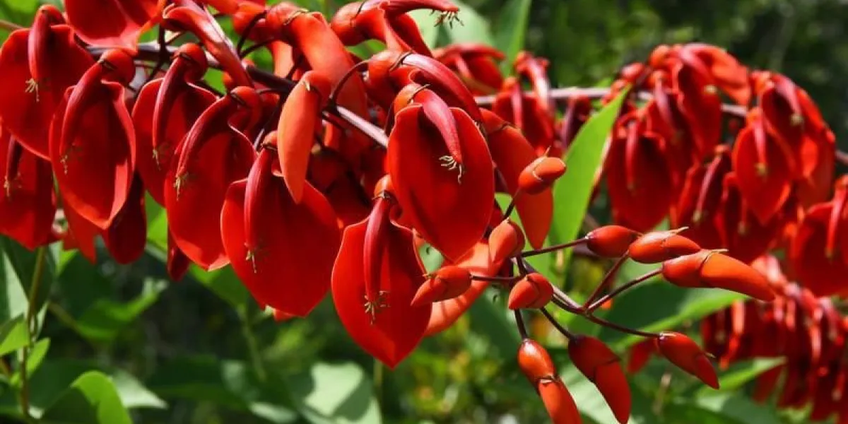 fleurs rouges de erythrina crista-galli
