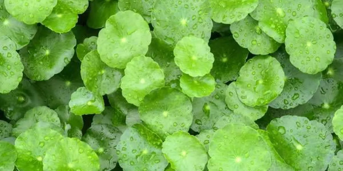 gotu kola feuilles