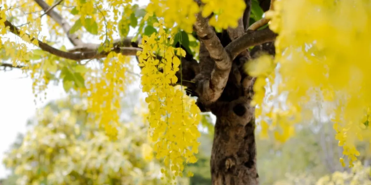 concept floue cassia fistule fleur fond motif