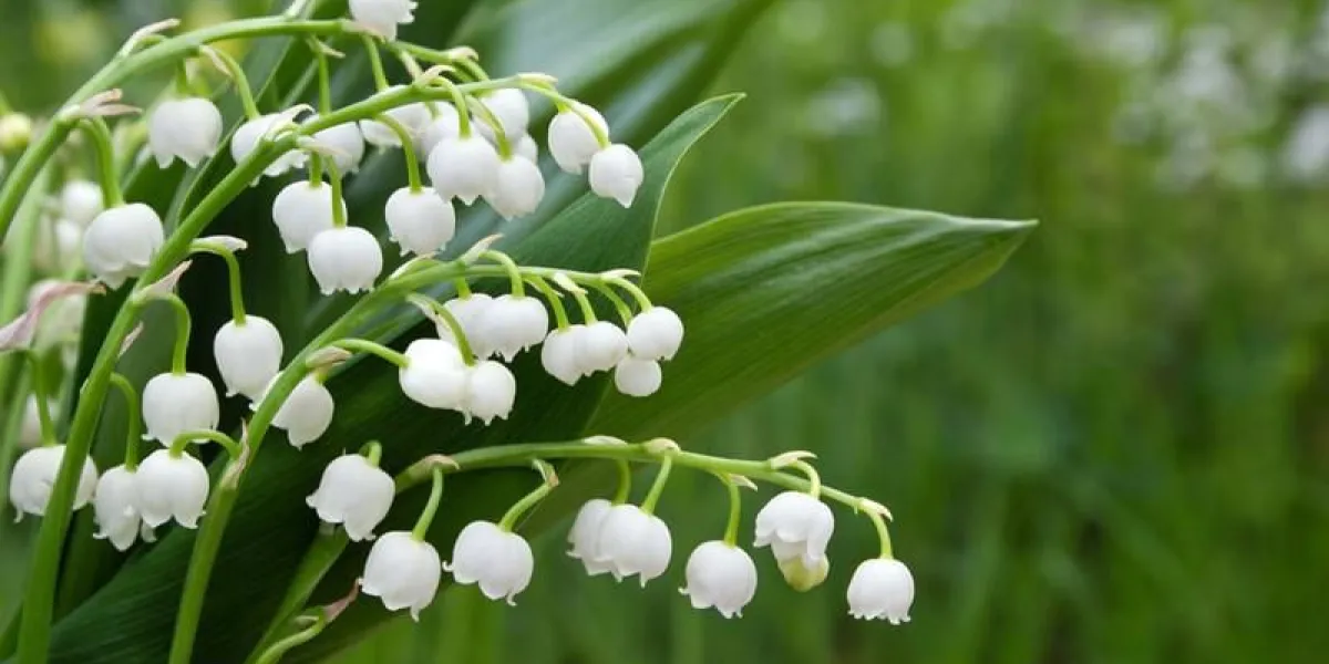 muguet
