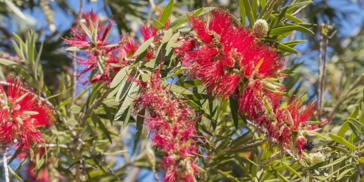 callistemon citrinus, citrine melaleuca, citronnelle, cramoisi, balai rouge ou pinceau