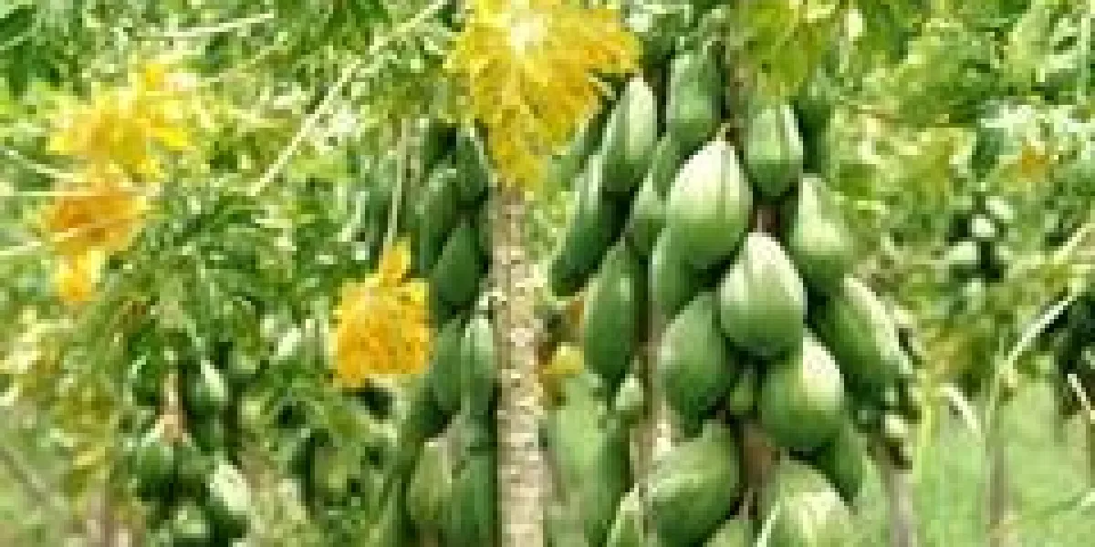 plantation de papayes