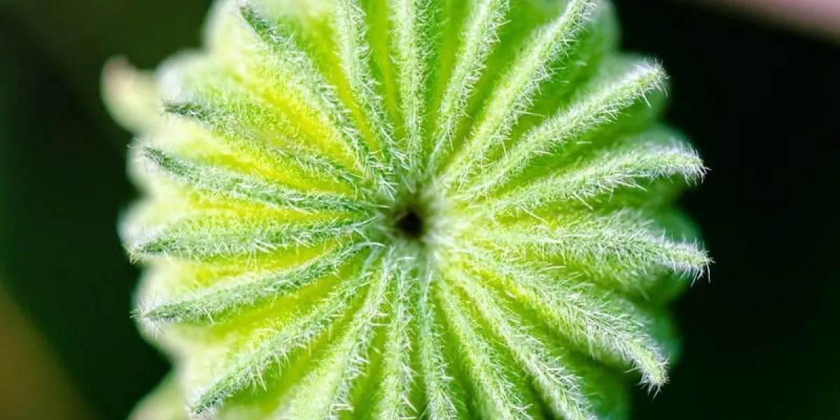 closeup top forme exotique couleur vert comme un engrenage, c'est le fruit et les graines d'abutilon indicum ou d'abutilon indien en thailande
