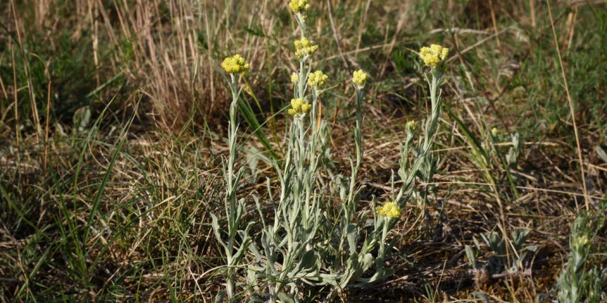 plante au curry à fleurs, helichrysum italicum