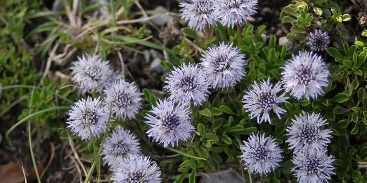 globularia meridionalis fleurs