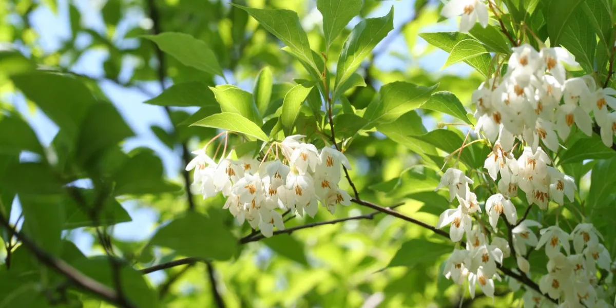sonnette japonaise styrax japonicus