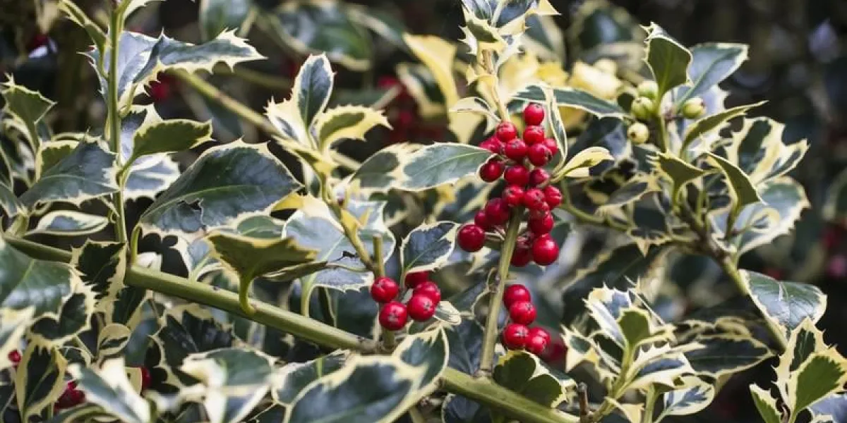 ilex aquifolium