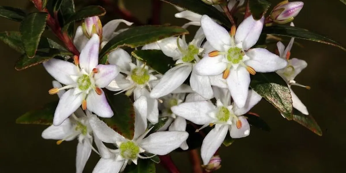 fleurs de buchu (agathosma crenulata), une plante médicinale populaire de l'afrique du sud