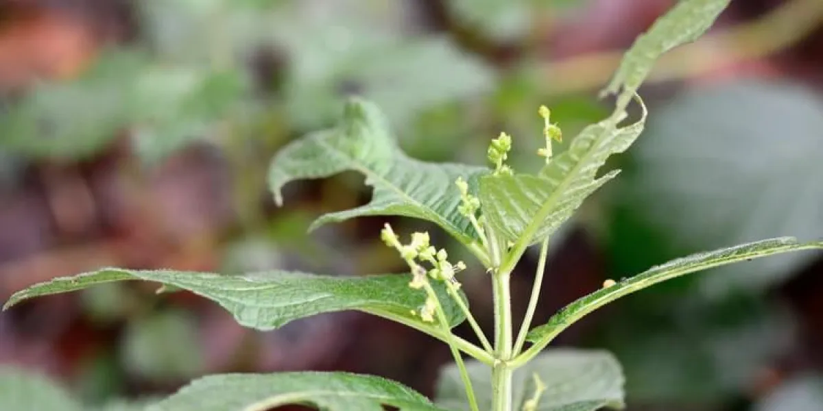 annuelle de mercure (mercurialis annua) plante annuelle dans la famille euphorbiaceae, en fleur