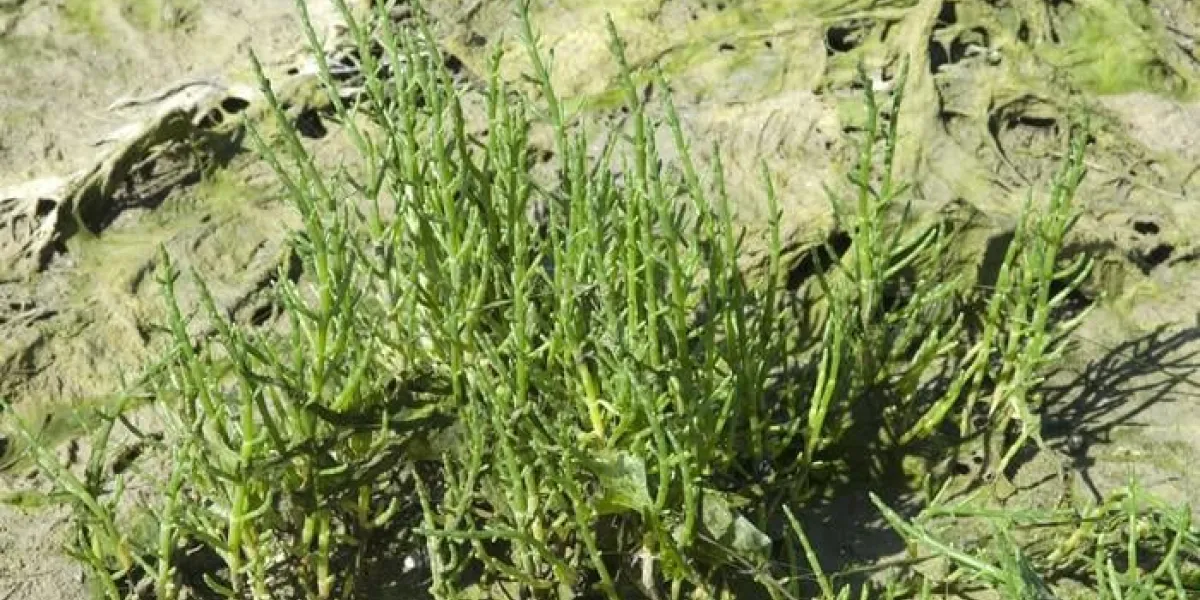 salicorna europaea, salicorne, marais salants, guerande, zone naturelle dintérêt écologique, floristique et faunistique, 44, loire-atlantique, région pays de la loire, france