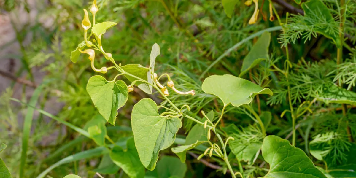 une chrysomèle appelée aussi aristolochia clématite se développe dans le sable sous le chaud soleil d'été