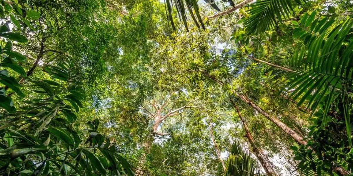 vue de l'épaisse végétation luxuriante de la forêt amazonienne près d'iquitos, pérou