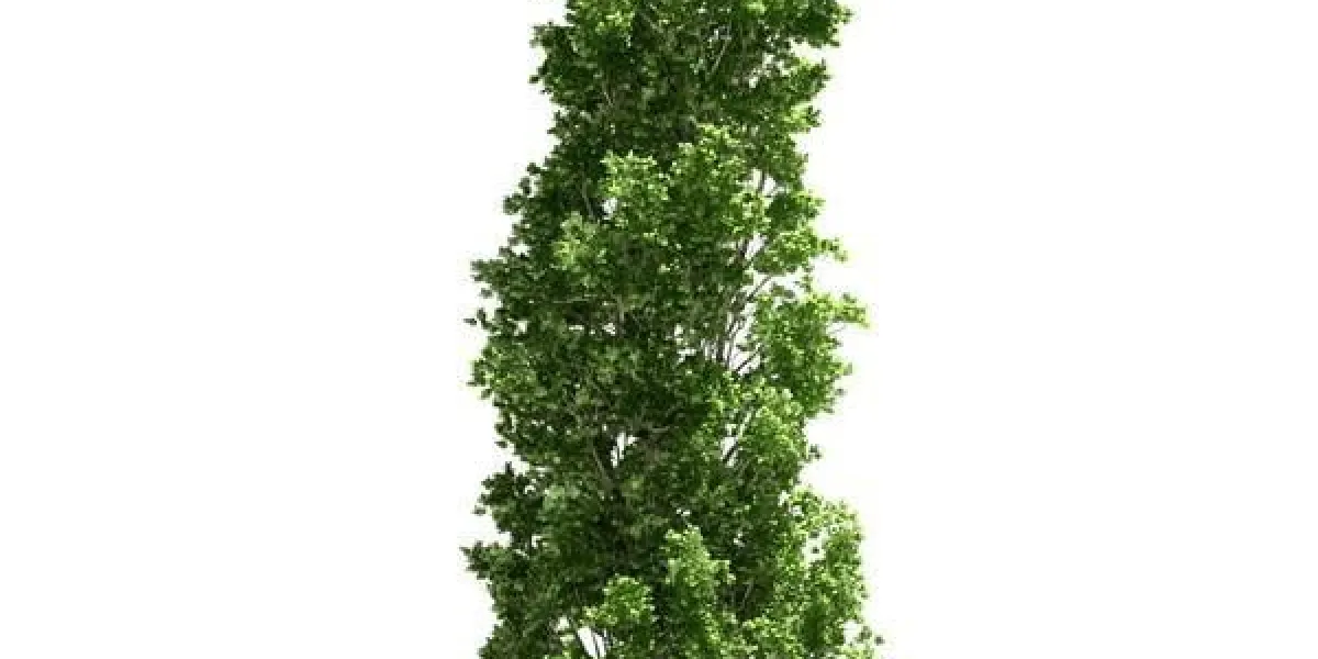 peuplier isolé sur blanc