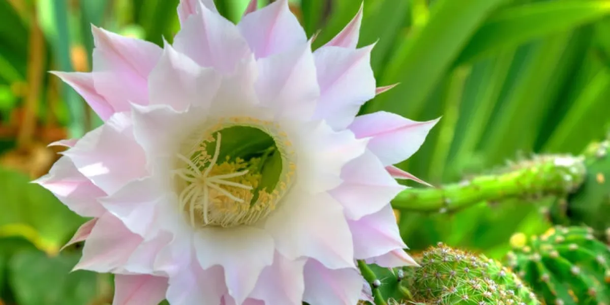 belle fleur de cactus selenicereus grandiflorus closeup