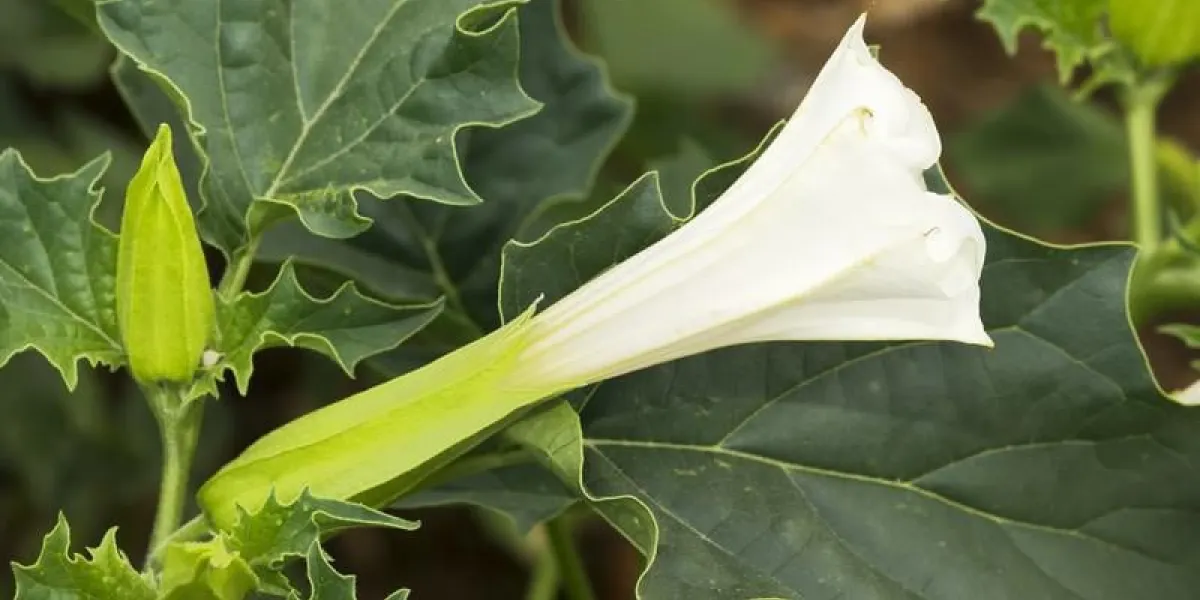 stramonium, jimson weed, plante dangereuse