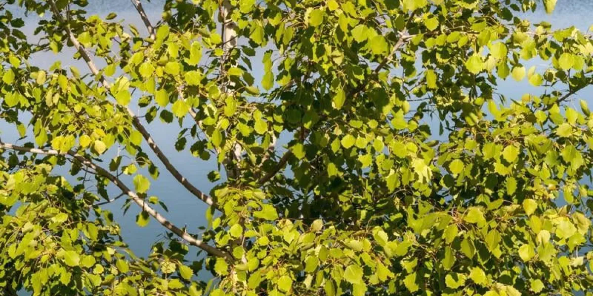 branches et feuilles de peuplier populus réservoir de tabuyo del monte, lion
