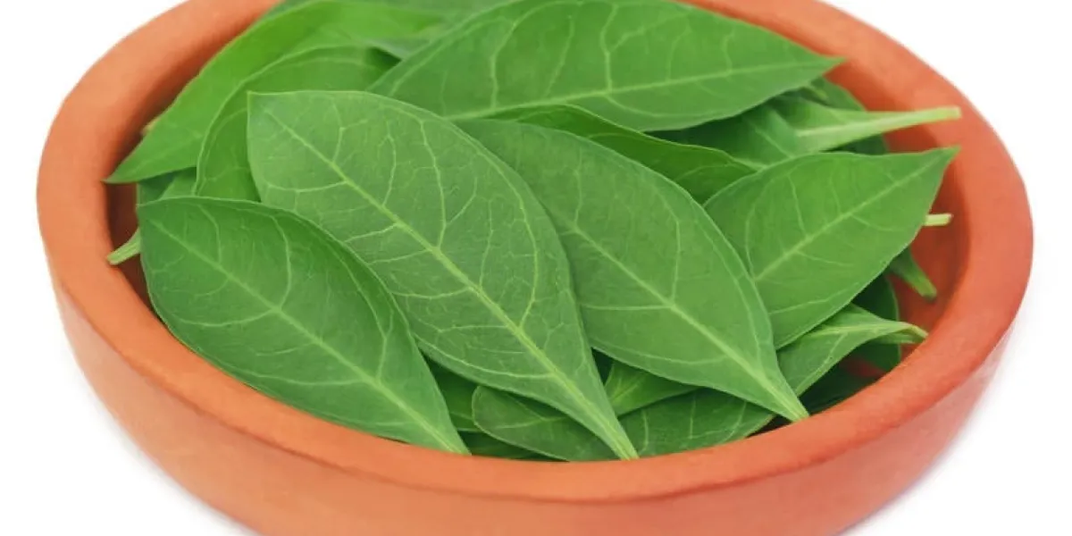feuilles de henné dans une poterie sur fond blanc
