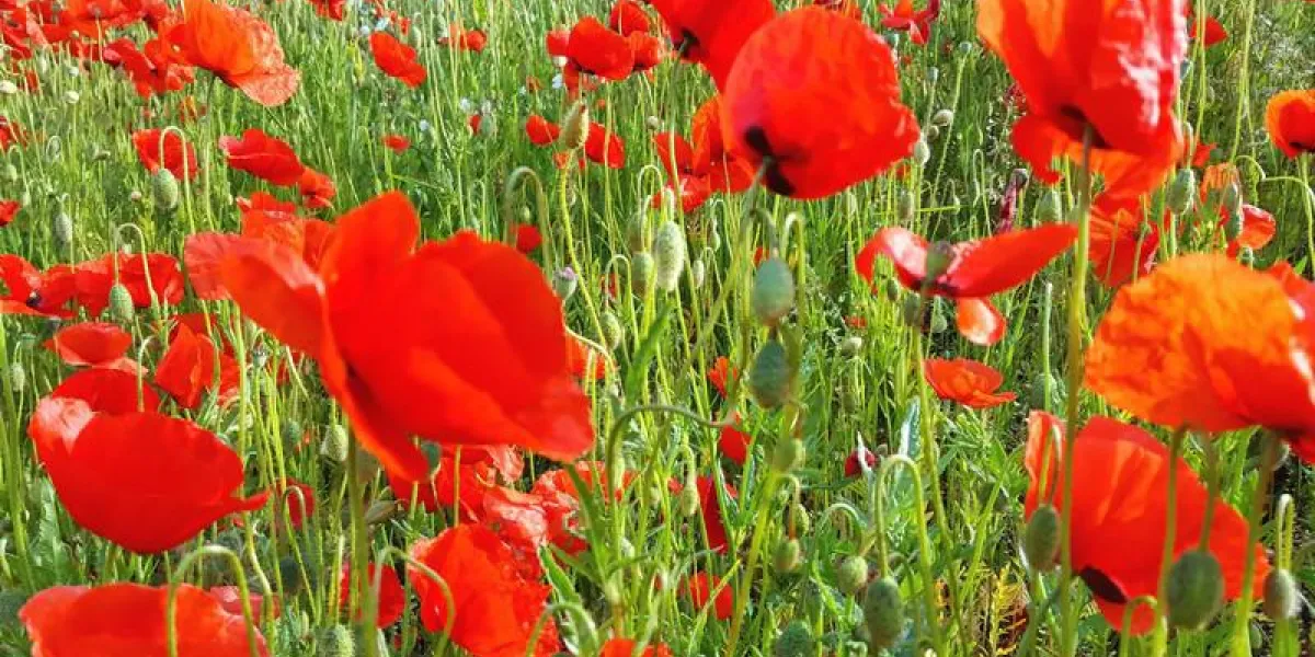 coquelicots prairie