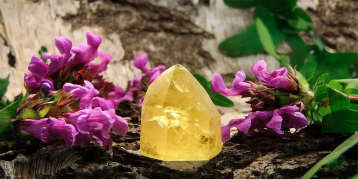 citrine sur le bois de bicyclette avec les brunchs de brunelle