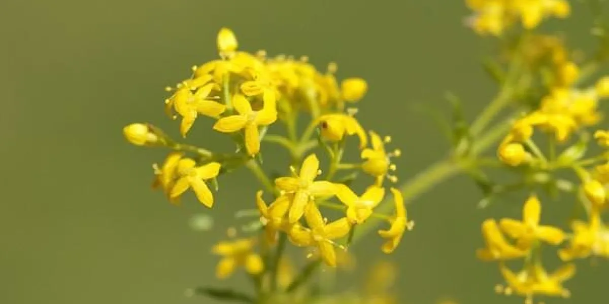 labkraut, galium, mais