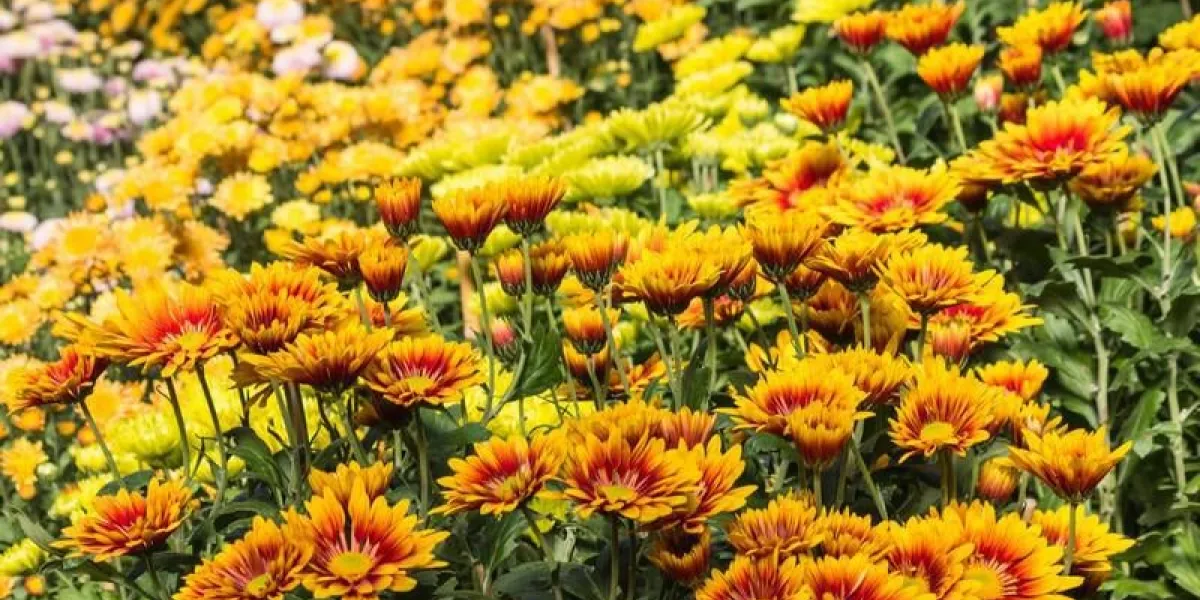 détail de fleurs de chrysanthème coloré