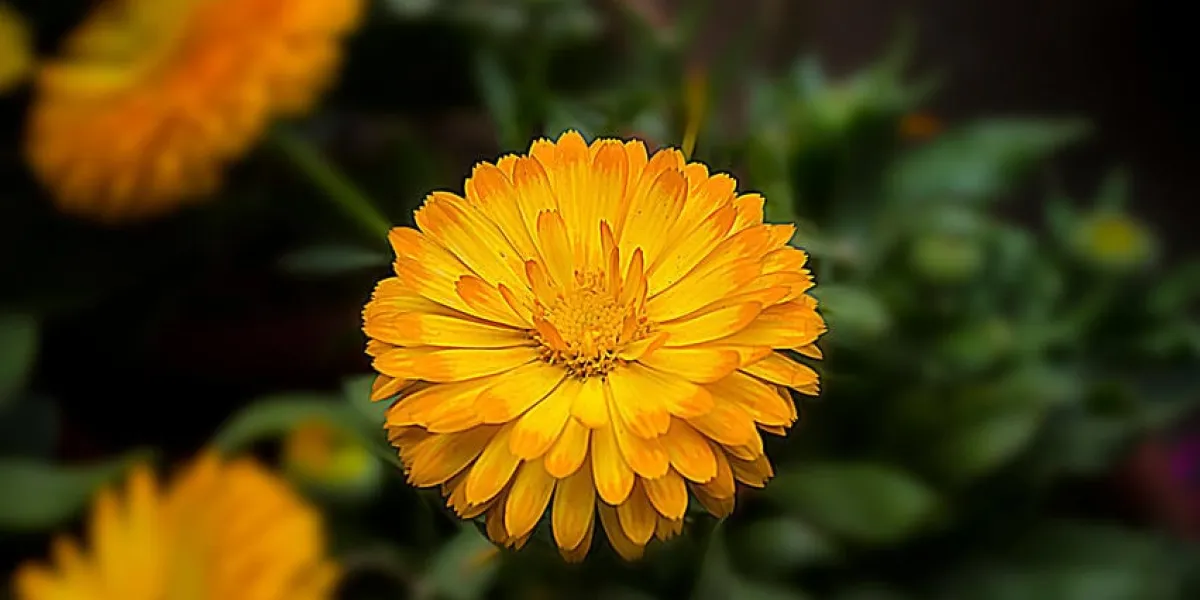 fleur de calendula jaune dans le jardin