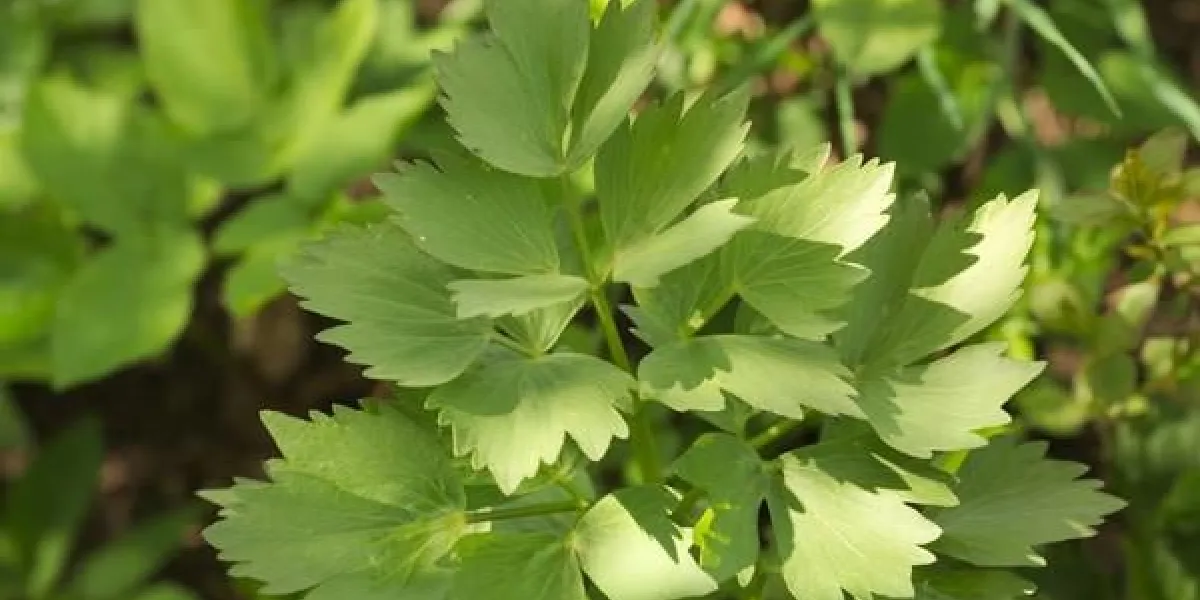 licie lubczyku -levisticum officinale