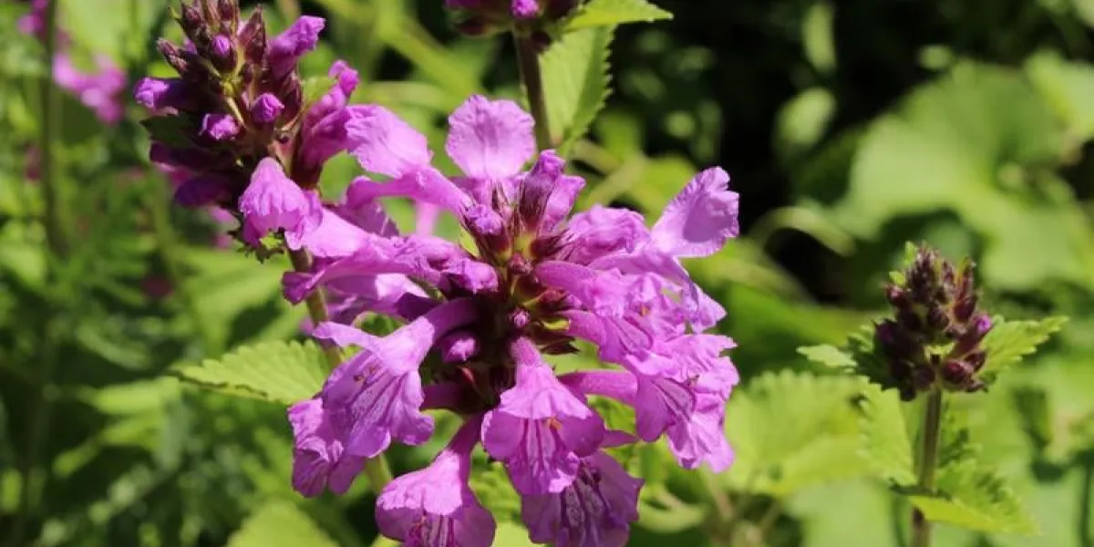 de grosses fleurs de bétoine pourpre à zurich, suisse son nom latin est stachys macrantha, originaire de turquie, du caucase et d'iran