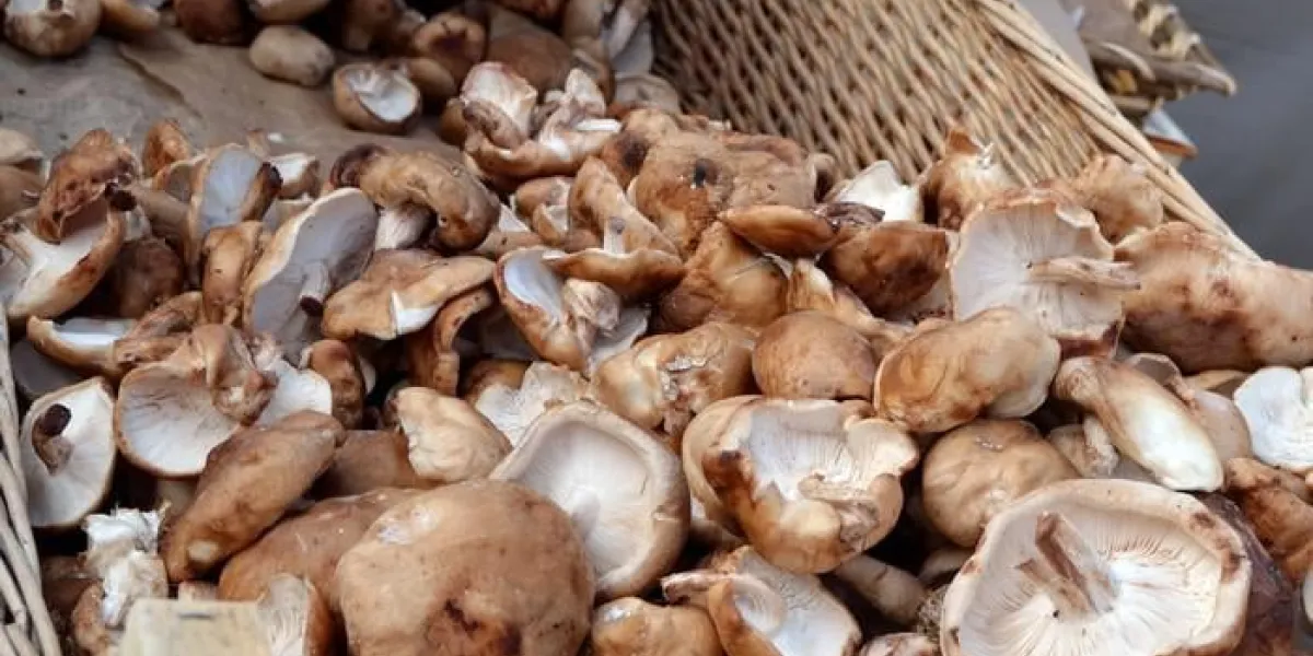 champignons shiitake en vrac