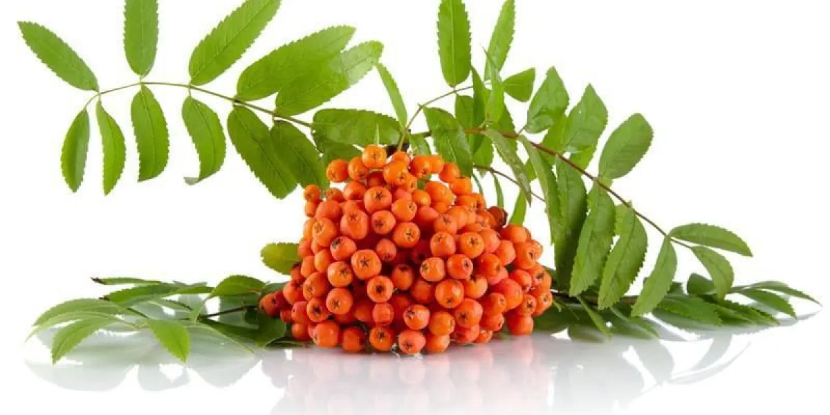 sorbier orange avec des feuilles vertes isolé sur fond blanc