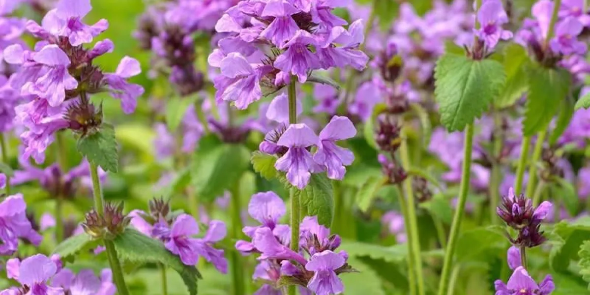 stachys macrantha superba