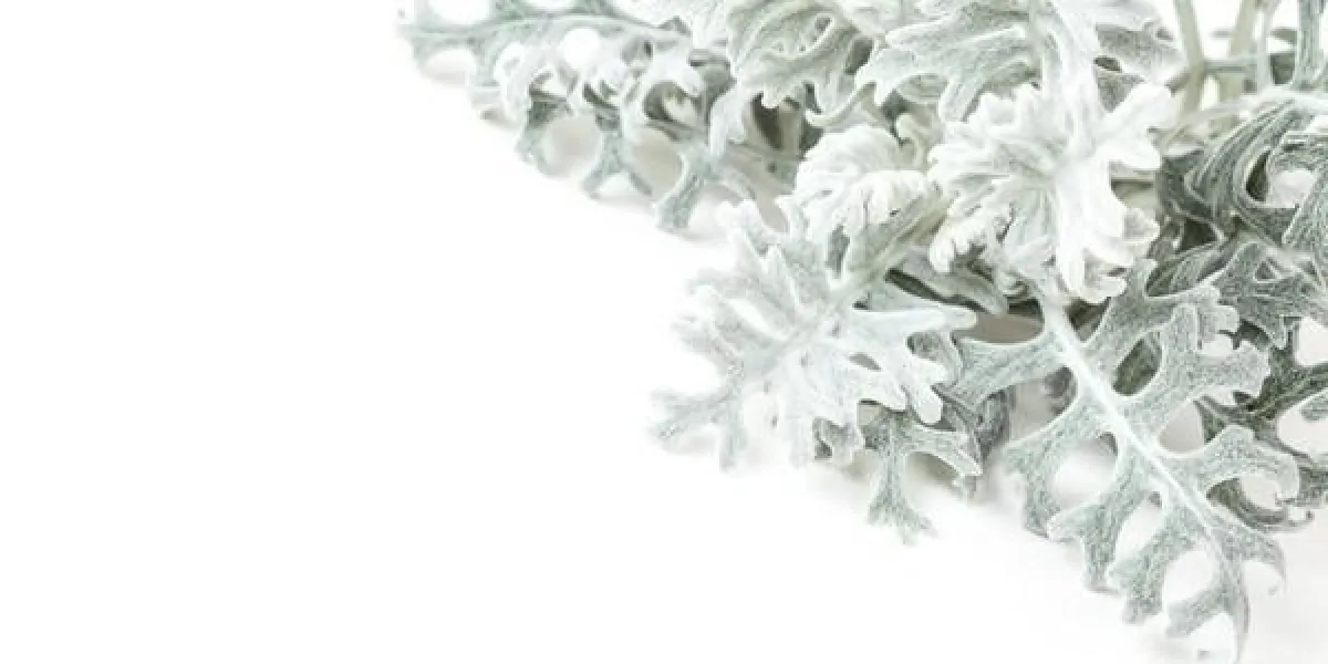 usine de meunier poussiéreux isolé sur fond blanc