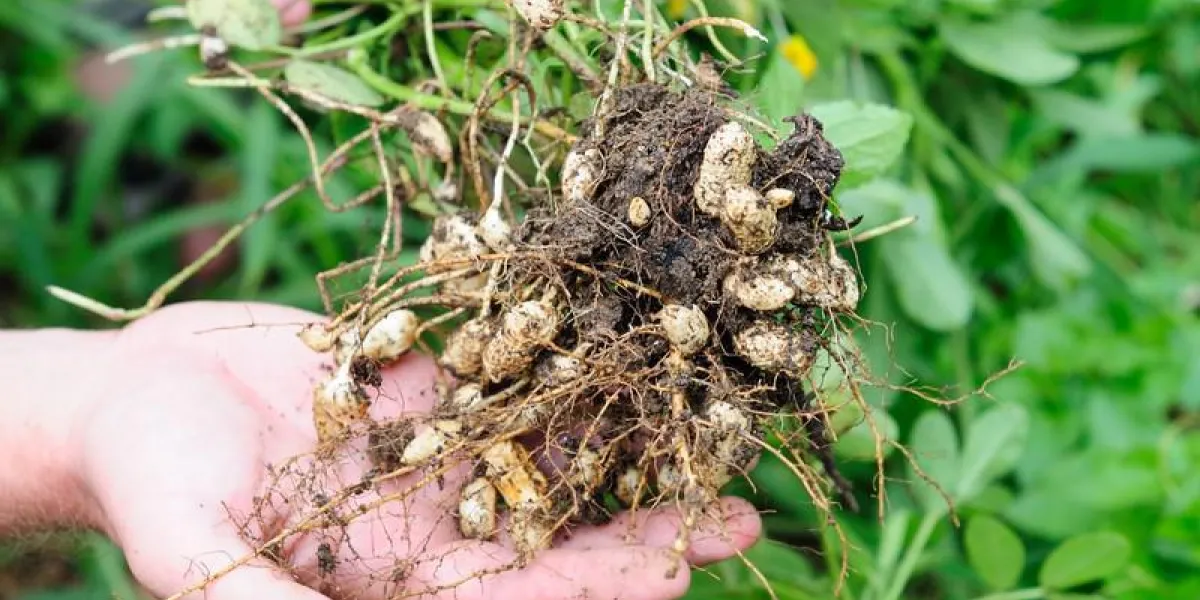 cacahuètes dans la main