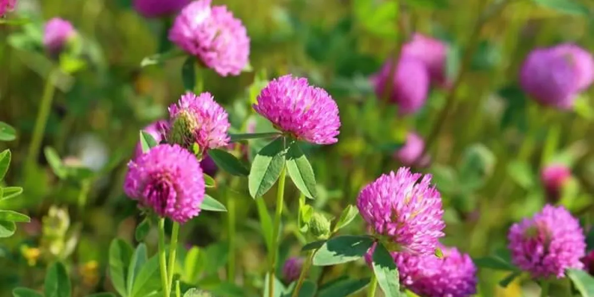 fourrés trifolium pratense d'un trèfle fleuri