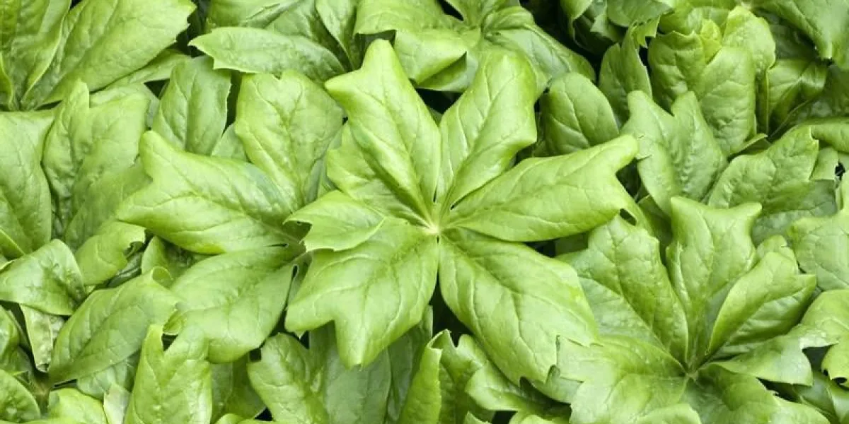 maiapfel, podophyllum peltatum
