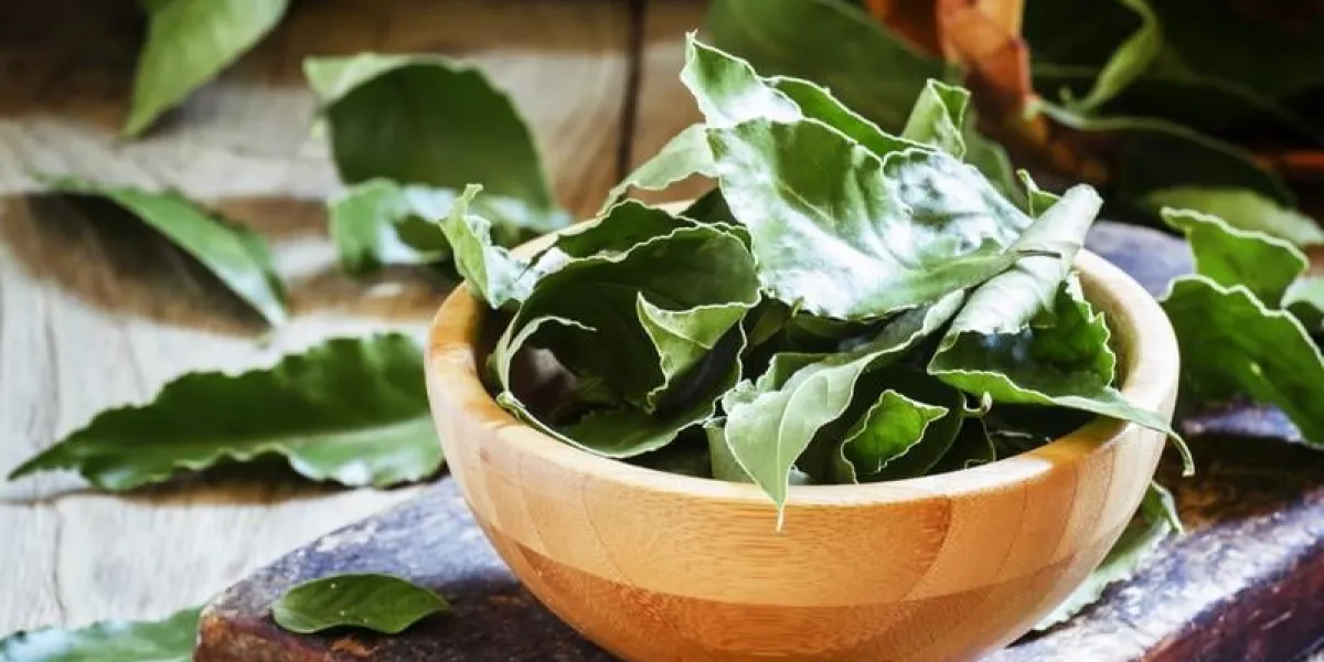 feuille de laurier, mise au point sélective