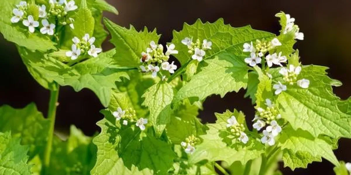 moutarde à l'ail (alliaria petiolata) avec des fleurs blanches sous le soleil chaud du printemps