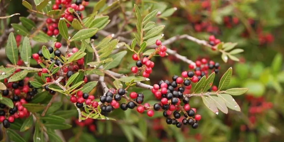 buisson lentiscus (lentiscus pistachio) avec des baies